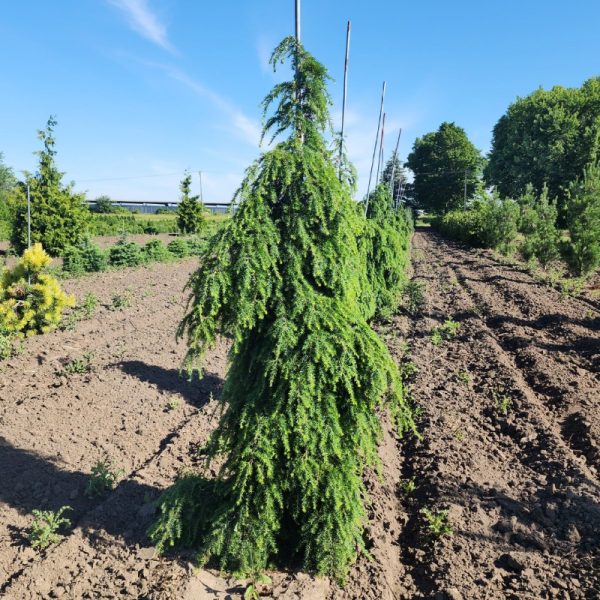 Tsuga canadensis 'Pendula'