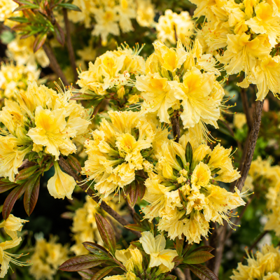 Azalea 'Northern Hi-Lights'