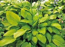 Hosta 'Gold Standard'
