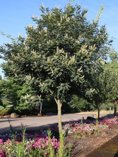 Maackia amurense ‘Maacnificent’