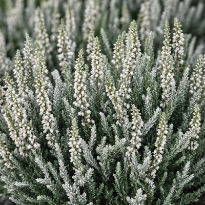 Calluna vulgaris 'Silver Knight'