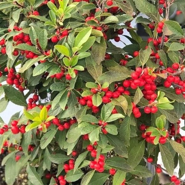 Ilex verticillata 'Berry Poppins' PW