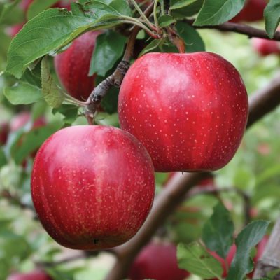 Pommier 'Buckeye Gala'