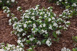 Aronia melanocarpa 'Low Scape Mound'