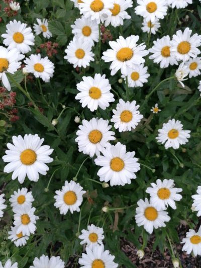 Leucanthemum superbum 'Madonna'