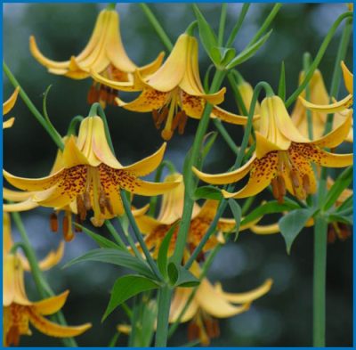 Lilium canadense