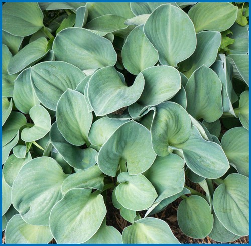 Hosta 'Blue Mouse Ears'