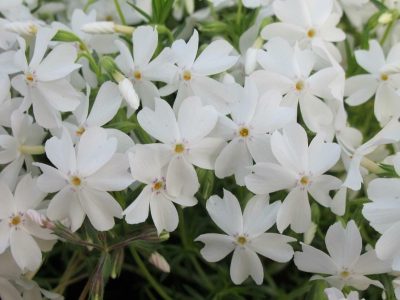 Phlox subulata 'Blanc'