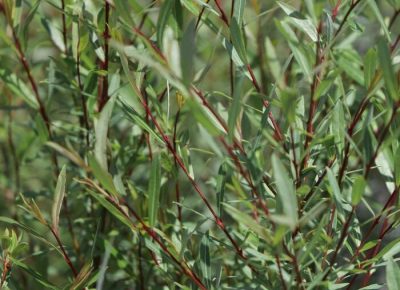 Salix purpurea 'Nana' (sur tige)