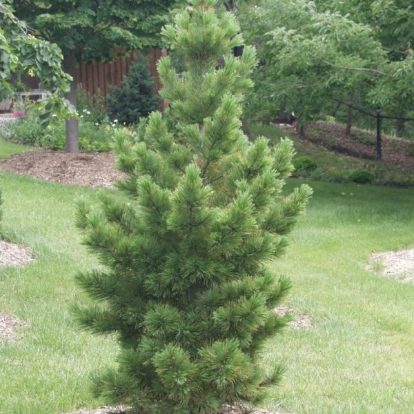 Pinus cembra glauca
