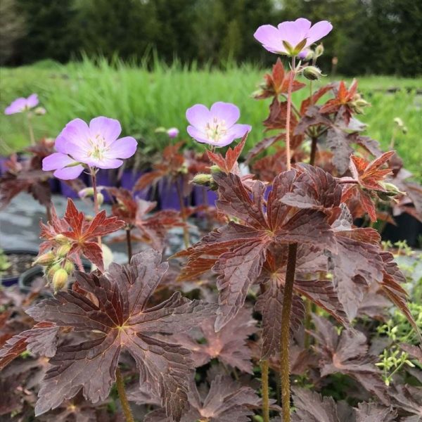 Geranium maculatum 'Huggy Bear'