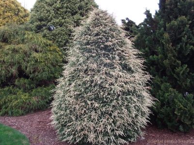 Tsuga canadensis 'Summer Snow'