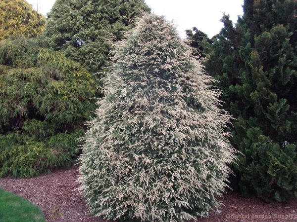 Tsuga canadensis 'Summer Snow'