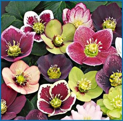 Lenten Rose