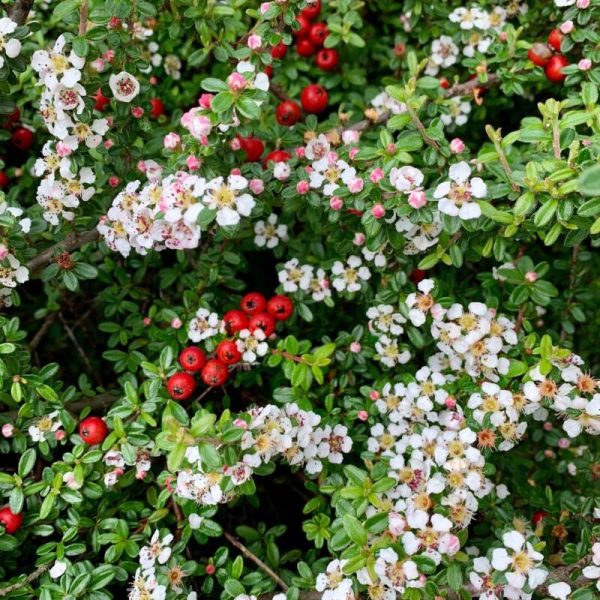 Cotonéaster 'Coral Beauty'