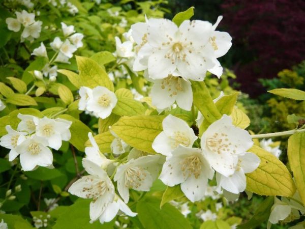 Philadelphus coronarius 'Aureus'