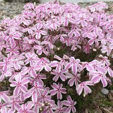 Phlox subulata 'Candy Stripes'