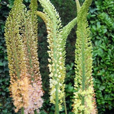 Eremurus × 'Ruiter Hybrids'
