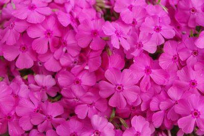 Phlox subulata 'Rose'