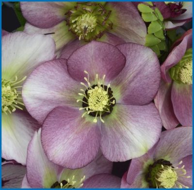 Helleborus x 'Paris in Pink'