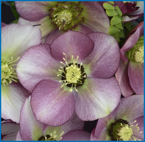 Helleborus x 'Paris in Pink'