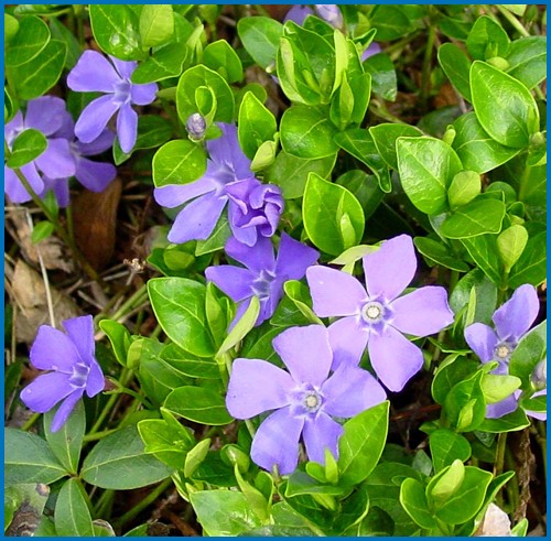 Vinca minor