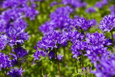 Campanula glomerata 'Joan Elliott'