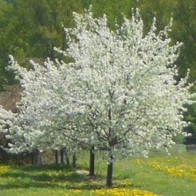 Prunus salicina 'Pembina'