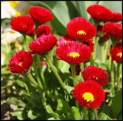 Pâquerette 'Pomponette Rouge'