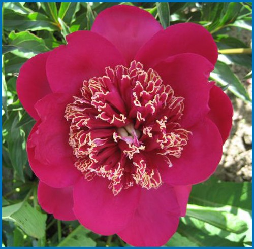 Paeonia japonica 'Barrington Belle'