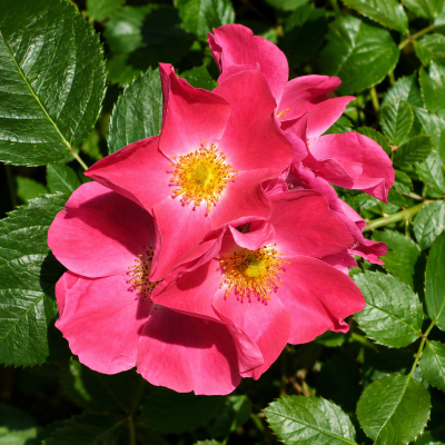 Rosa 'Prairie Celebration'