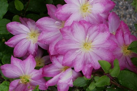 Clematis x hybrida 'Asao'