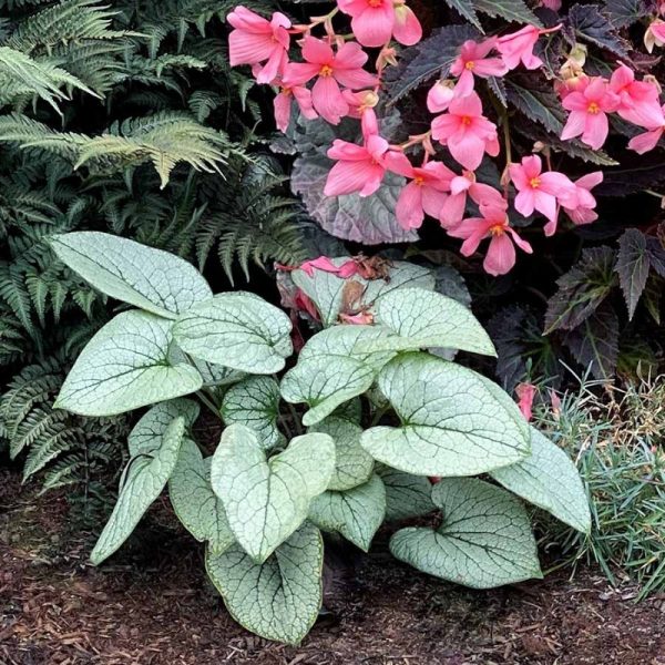 Brunnera macrophylla 'Alchemy Silver'