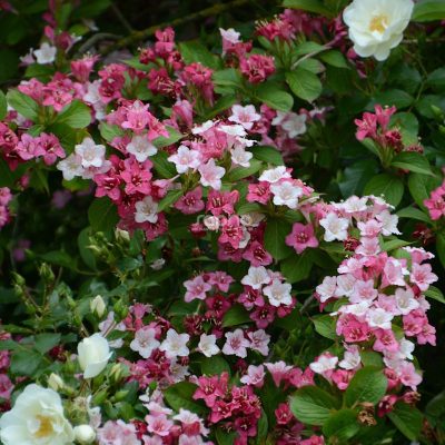 Weigela 'Carnaval'