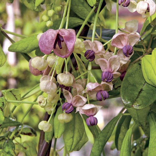 Akebia quinata Silver Bells