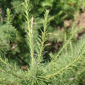 Mélèze de Sibérie 'Oasis'