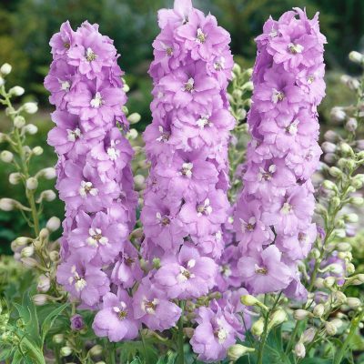 Delphinium ‘Magic Fountains Rose Lilac’