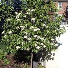 Viburnum lentago (sur tige)