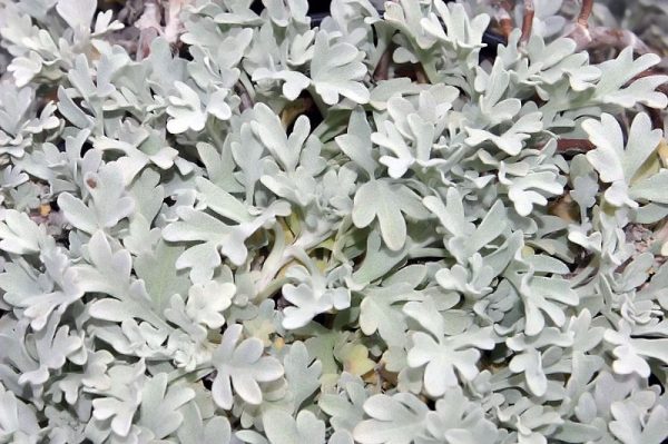 Artemisia stelleriana 'Silver Brocade'
