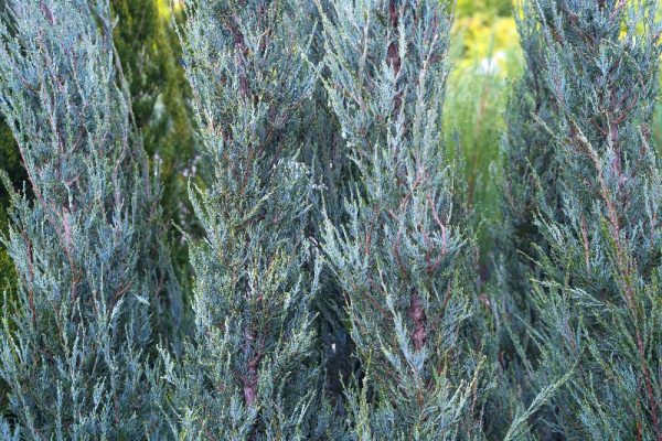 Juniperus virginiana 'Skyrocket'