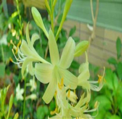 Hosta hybrid 'Miracle Lemony'