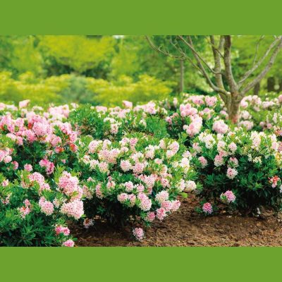 Bloombux® Blush Rhododendron