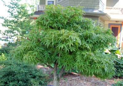 Acer palmatum 'Sharp's Pygmy' (sur tige)