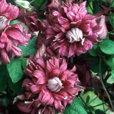 Clematis viticella 'Purpurea Plena Elegans'