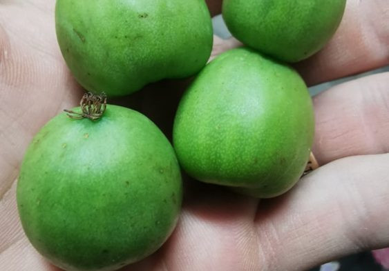 Actinidia arguta 'Hardy Kiwi' (femelle)