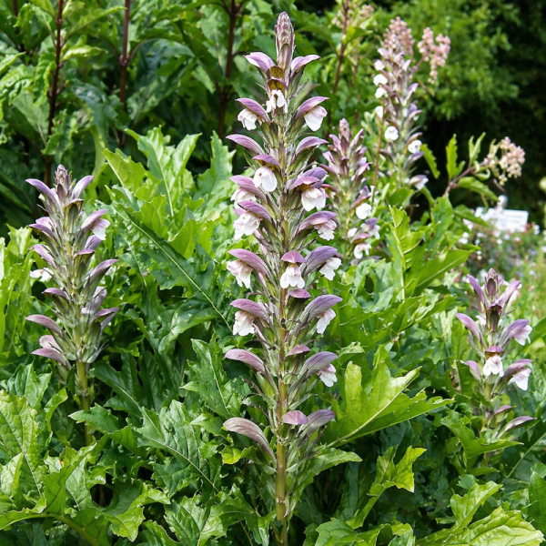Acanthus hungaricus