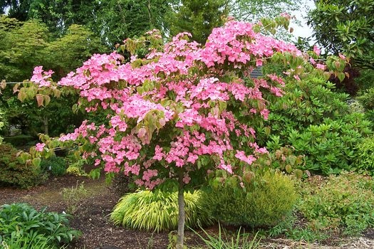 Cornus kousa 'Satomi'