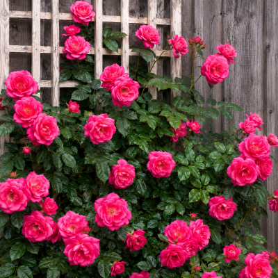 Rosa grimpant 'Félix Leclerc'