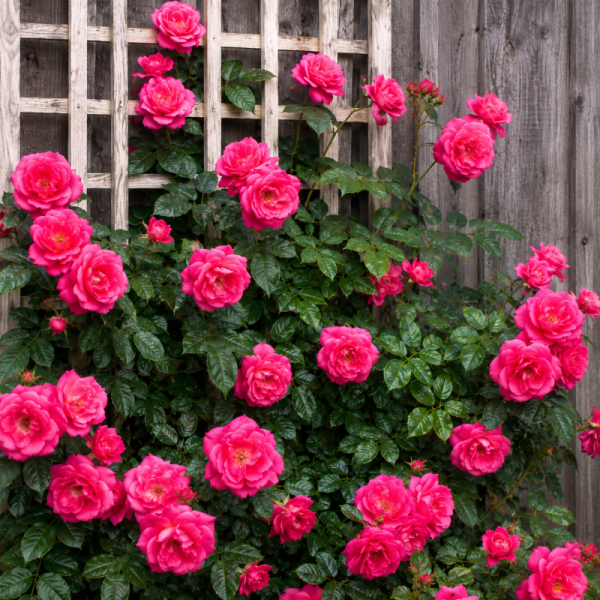 Rosa grimpant 'Félix Leclerc'