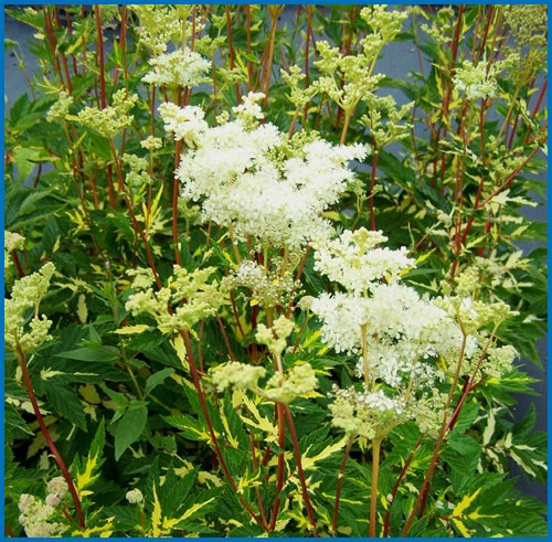 Filipendula ulmaria 'Variegata'